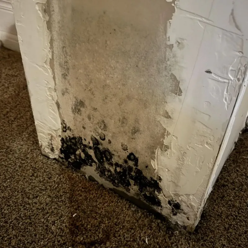 Professional Mold Removal in Citronelle, AL